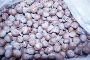 批发销售各种干果炒货类 高品质榛子 绿色食品