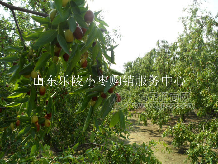 山东鲜枣批发