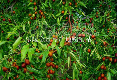 鲜乐陵小枣
