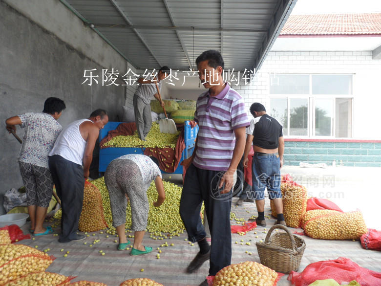 乐陵鲜枣价格