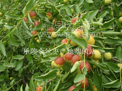 乐陵金丝小枣鲜枣