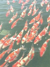 红白锦鲤