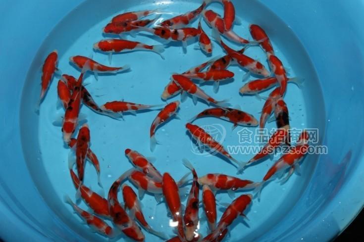 锦鲤鱼苗批发