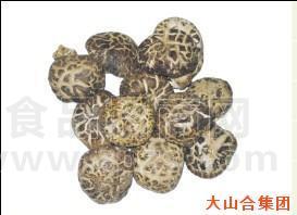 仿木白花菇