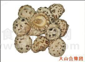 仿木天白花菇