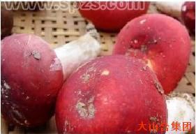 红菇