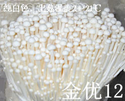 金优12-白金针菇菌种