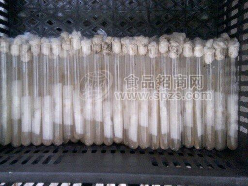 金平1号-早秋平菇菌种