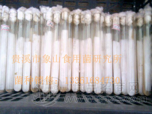 金秀1号-新选秀珍菇品种 （秀珍菇菌种）