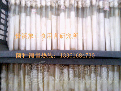 秋冠1号母种-早秋上市平菇菌种