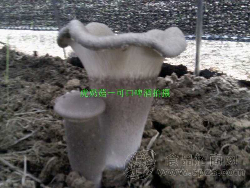 虎奶菇1号菌种-虎奶菇1号母种-虎奶菇1号一级菌种