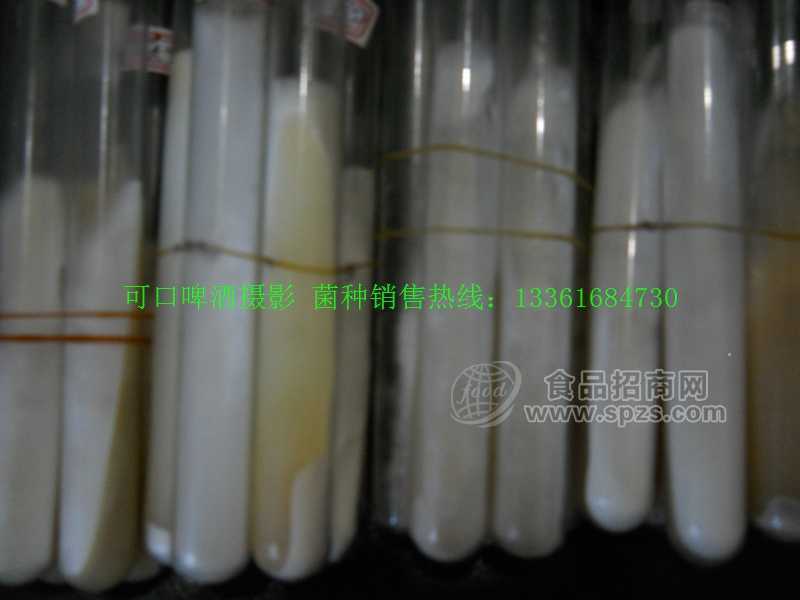 食用菌菌种