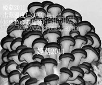 象山姬菇1号-姬菇2011母种、姬菇一级菌种-姬菇菌种