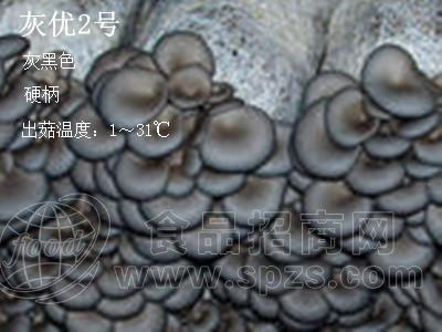 平菇菌种-灰优2号母种