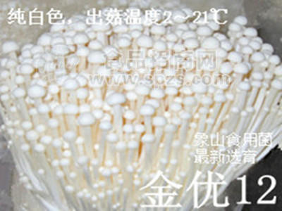 食用菌菌种－金针菇菌种