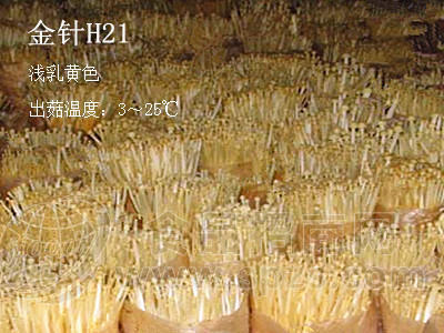 金针菇菌种－金针菇母种