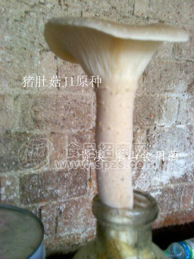 猪肚菇菌种－猪肚菇母种－猪肚菇原种