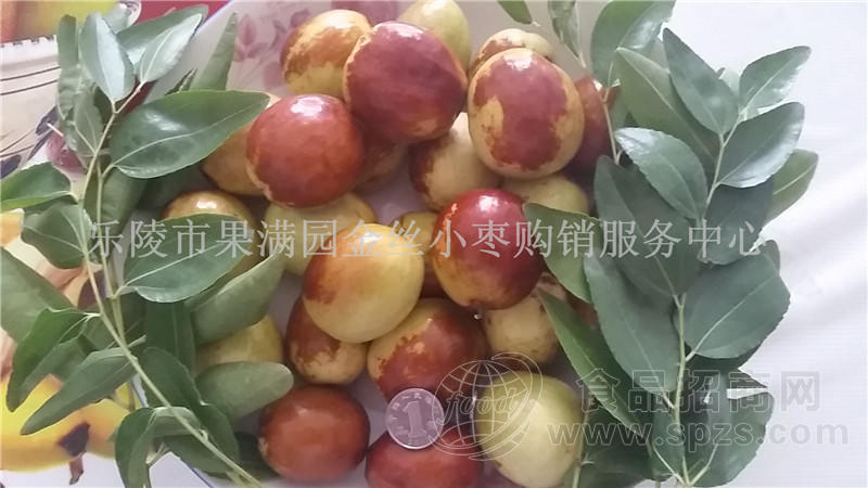 山东大脆枣 早脆王产地上市时间