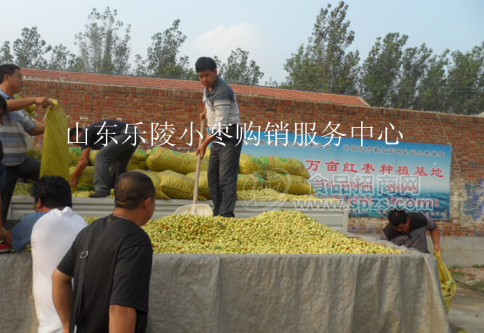手摘鲜枣