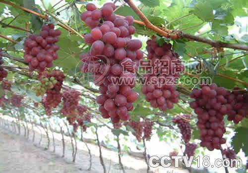 红提