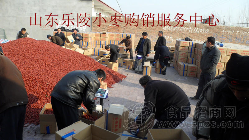 乐陵金丝小枣