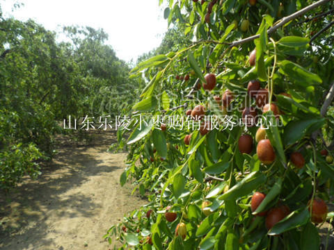 山东小枣