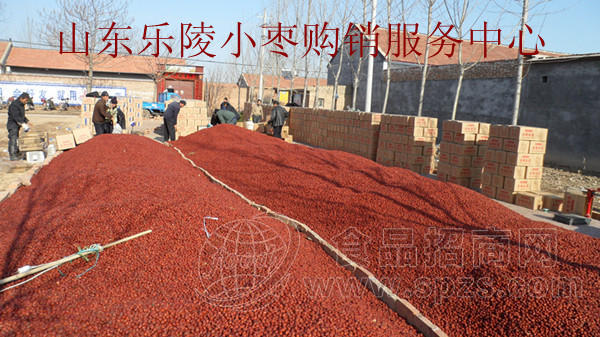 山东金丝枣