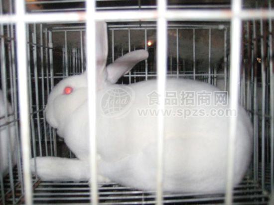 獭兔价格2014年山东獭兔种兔价格调动