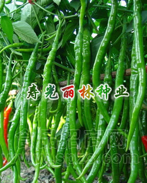 进口线椒种子-金穗三号