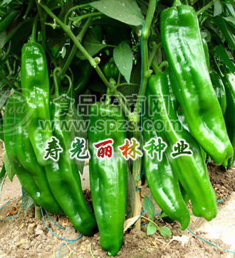 牛角辣椒种子-牛角王