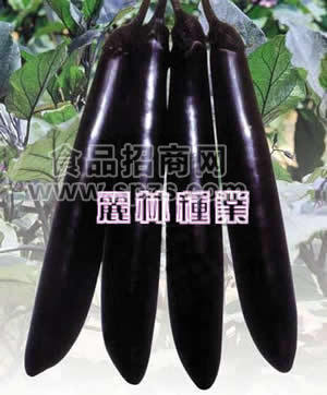 进口长茄种子-寿光长茄种子-法国长茄