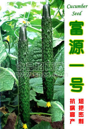 寿光黄瓜种子-富源一号