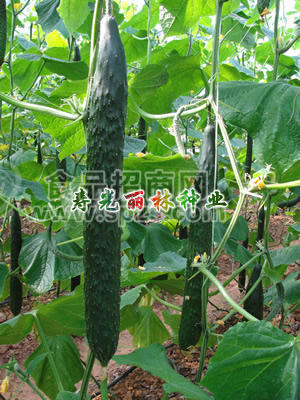 耐寒黄瓜种子-津圣213