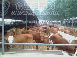 种牛 肉牛 西门塔尔 夏洛莱羊  利木赞 鲁西黄牛