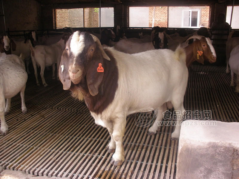 优质肉牛 肉羊 肉驴