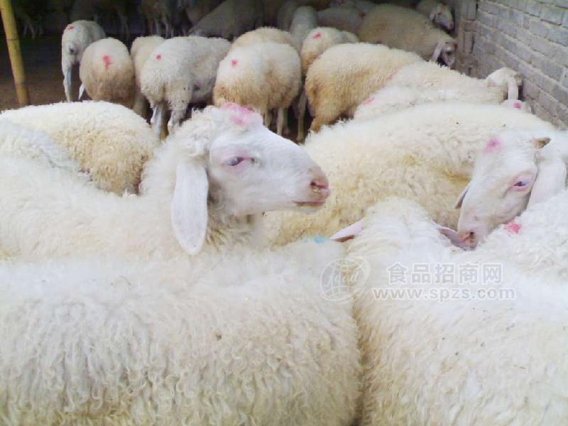 浙江波尔山羊小尾寒羊养殖场