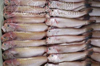 冷冻海渗 海鳗 石斑鱼