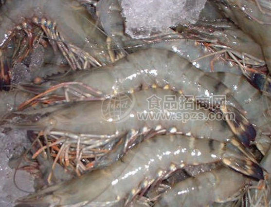 批發(fā)冷凍魷魚頭冷凍魷魚翅膀冷凍魷魚筒冷凍魷魚須