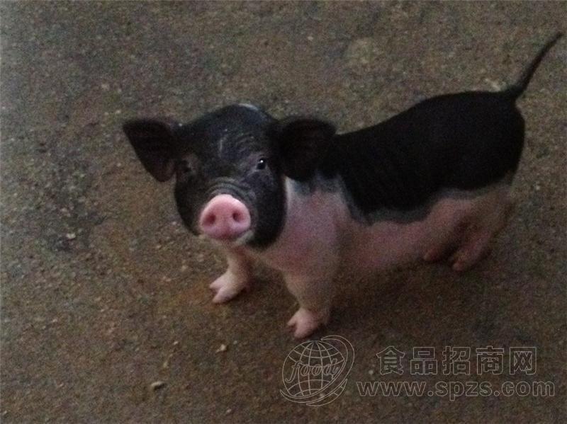 越南香猪