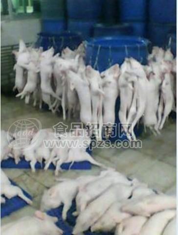 越南小耳朵乳猪