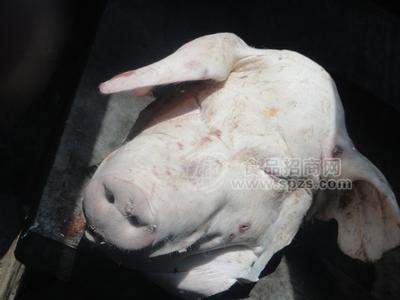 丹麦 精品冷冻猪头猪蹄筋价格
