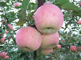 2013陜西紅富士蘋果批發(fā)，紅富士蘋果批發(fā)，紅富士蘋果價格。