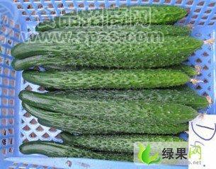 大量供应顶花带刺黄瓜