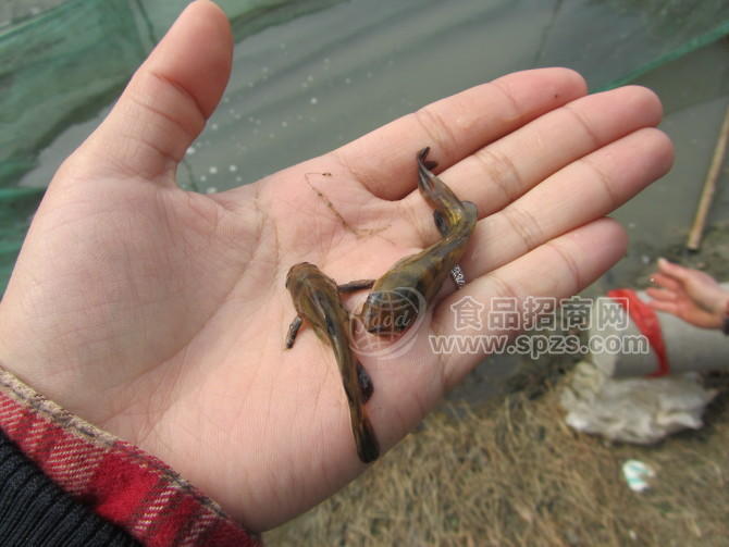 出售桂魚苗，鱸魚苗，太陽魚苗，花骨魚苗