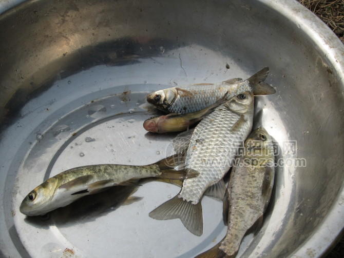 出售大量青魚苗，白魚苗，黃顙魚苗