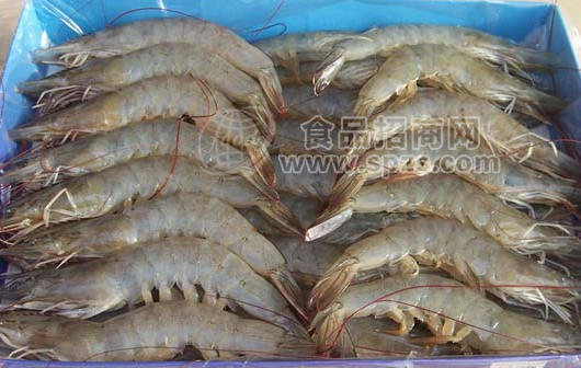 供應(yīng)冷凍進(jìn)口對(duì)蝦.白菇魚，黃瓜魚.章魚等魚副