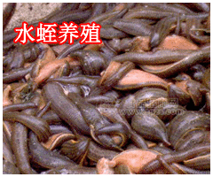 种植水蛭成本