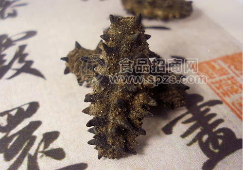 大连汇海佳纯干海参批发