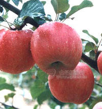 陜西嘎啦蘋(píng)果產(chǎn)地