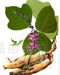 葛根提取物